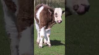 Cute little Cow #cow #minicow #shortvideos #goat #minicowshed #animals