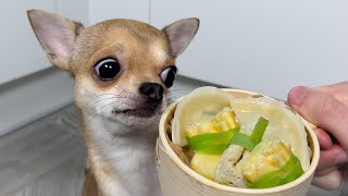 Tiny Dog Eating Dumplings! 🥟 ASMR Mukbang by Toffee the Chihuahua