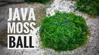 How to make Java moss ball