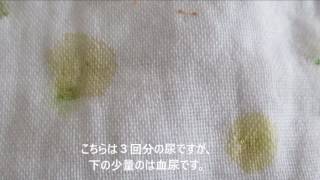 コザクラインコ～アビちゃんの血尿確認。