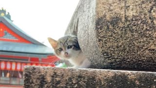 【伏見稲荷】ひょっこりはん？子猫とかくれんぼ　Kitten and hide-and-seek?