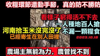 關鍵時刻農管消失，河南“拾玉米”場面根本控制不住，地毯式抄家，農場主直呼一人種地百人拾，收糧環節更是被出千，割韭菜真的防不勝防|JC來了也無濟於事，太瘋狂了！#破產經濟#大量外資跑路焦慮躺平#河南周口