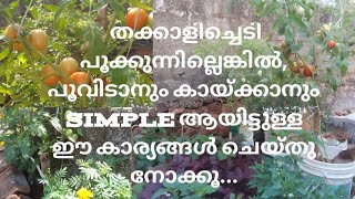 തഴച്ചു വളർന്നിട്ടും പൂക്കാത്ത തക്കാളി പൂക്കാനും കായ്ക്കാനും |Renju's garden