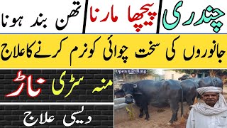 Desi Treatment Information And Discussions with Baba Younas | Chandri | Picha Marna Ka Desi Elaj