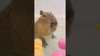 Capybara winks ♪♪♪