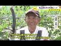 バーベキューにも！郷土野菜「松山長なす」出荷ピーク　甘さ柔らかさ良し【愛媛】 23 07 19 18 30