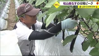 バーベキューにも！郷土野菜「松山長なす」出荷ピーク　甘さ柔らかさ良し【愛媛】 (23/07/19 18:30)