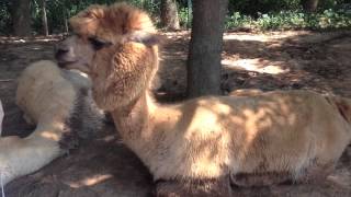 台灣農場 台中天馬牧場 草泥馬x羊駝 2014summer TAIWAN TAICHUNG FARM ALPACA skyzoo