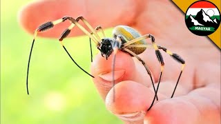 A legszörnyűbb pók harapása 🕷 ARANY SELYEMKÖRPÓK | Brave Wilderness Magyar