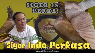 Spill Player inti sering prestasi ‼️ Tim Siger Indo Perkasa Lampung