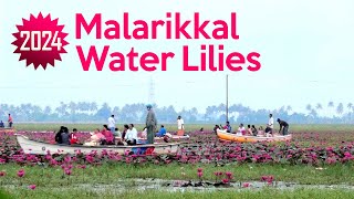 [4K] 🌷 Malarikkal Water Lily Festival | Mesmerizing pink blooms