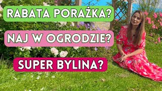 Rabata porażka? Najlepsza rabata? Najlepsze kwiaty i byliny do ogrodu? PYTANIE CZY WYZWANIE