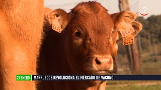 Flash El campo al día (21/01/2025): Marruecos revoluciona el mercado de vacuno