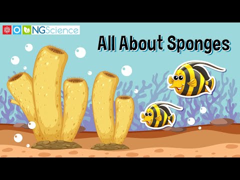 What makes a sponge different from other invertebrates?