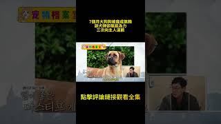 7個月大狗狗被寵成無賴，訓犬師卻無能為力，三次向主人道歉，難得一見的全員落淚