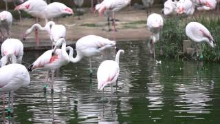 多摩動物園のフラミンゴ