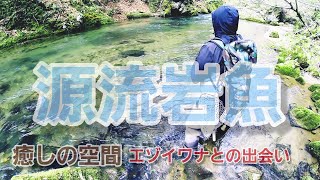 【源流イワナ】山奥の源流に潜むエゾイワナはお腹が黄色くてとっても綺麗。【ベイトフィネス】で入れ食いモード！