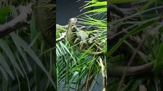 Green Iguana Reversal: Uno Reverse Move! 🦎 #IguanaBattle #WildlifeDrama #LizardLife\