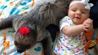 Adorable Friendship Between A Sloth And A Baby