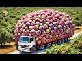 How Japanese Farmers Harvest Giant Figs: Innovative Cultivation Technology | Farming Documentary