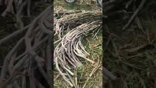 Harvesting sugarcane : Oct 24