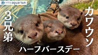 【コツメカワウソ】「ここ・なっつ・みるく」ハーフバースデー【サンシャイン水族館】