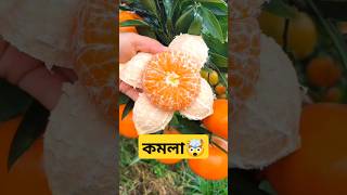 আমাদের গাছের কমলা🤯 Orange fruit cutting skills very fresh #shorts #trending