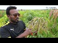 MangoMaze - Mango Alphonso Quantum High density farming UHDF - Pruning Techniques.