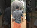 ഇത് ഇത്ര സിംമ്പിൾ ആയിരുന്നോ. shorts elephant