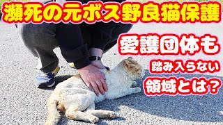 【野良猫 保護】瀕死の元野良猫ボス猫を保護  愛護団体も踏み入らない領域とは？ 保護猫としての生活がスタート 経過報告