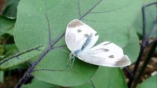 モンシロチョウ♀の交尾拒否(2019. 7 .10)