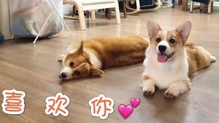 柯基cookie和max｜Corgi cookie really love her brother Corgi puppy Max｜两只超有爱的柯基小短腿