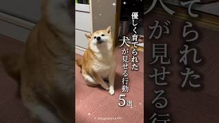 優しい飼い主さんに育て　　られた犬の行動5選💘愛犬に当てはまる行動はあったかな?🥰#犬 #犬のいる暮らし #愛犬 #わんこ #犬バカ部 #ペット#犬好きな人と繋がりたい#ミックス犬 #犬のいる生活