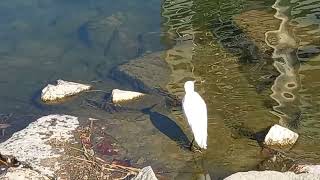 🦢백로는 🐟물고기 잡았다/겨울 강한 한파,거센 찬바람이 불어오는 날 - 조용한 일상