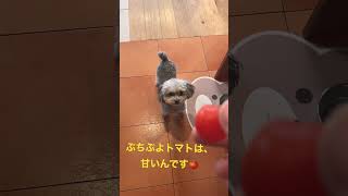 ぷちぷよトマト🍅を、食べたくて立ち上がってしまった小さい犬がこちらです