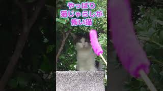 やっぱり猫じゃらしが怖い猫 #shorts #猫じゃらし #地域猫 #cat