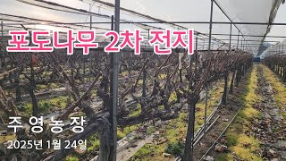 포도나무 2차 전지 끝