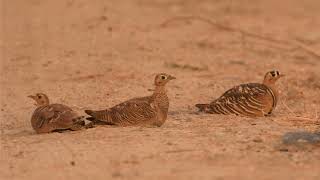 Painted Sandgrouse near Hampi