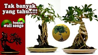 bonsai wali songo (menarik tapi jarang di lirik)