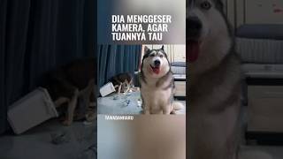 Ketika Anjing Jadi Mata-mata