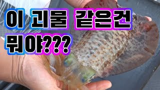 달달함의 끝판왕!! 일반 오징어랑 비교를 말라! / Let's catch a squid and eat it.