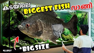 😱 മനുഷ്യന്റെ പല്ലുള്ള MONSTER FISHനെ വാങ്ങി 💥 | The DEADLIEST MONSTER FISH You've Never Heard Of!