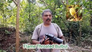 Birdwatching I Flame Throated Bulbul I Cherambadi I Wayanad  - Nilgiris