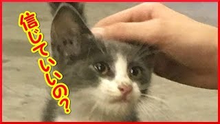 【感動】野良の子猫”初めて触れる人の優しさ” に心を開くとこんなに変わる!