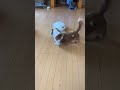 いつも怒られるから、近づいてきたら転がるようにしてる犬