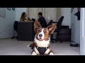 Dogs rhythem