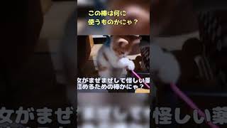 猫じゃらしの棒を使って発想力豊かに遊ぶ子猫。とんでもなく癒やされるほのぼの映像がこちら #shorts #ねこ #猫 #ネコ #ねこのいる生活