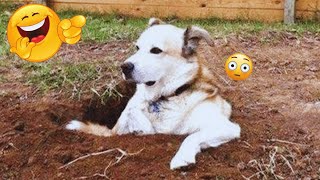 Funny DOGS are here to MAKE YOU LAUGH! 🐶 New Funny Animals 2024&2025 #6