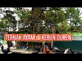 Ternak Ayam kampung di Kebun DUREN