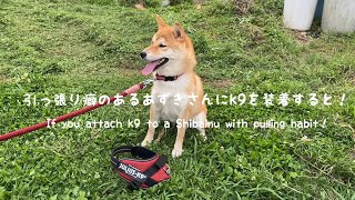 『検証動画』引っ張り癖とハーネス嫌いな柴犬にJULIUSーK9を装着してみたら・・・・